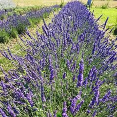 lavanda ibrida seal 240x240